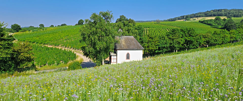 Freundeskreis Mariae Himmelfahrt Hallgarten im Rheingau e.V.